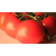 Indeterminate TY  russian turkey big round hybrid tomato seeds from china